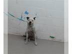 Boxer Mix DOG FOR ADOPTION RGADN-1376645 - SUNNY - Boxer / Mixed (medium coat)