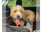 Wheaten Terrier Mix DOG FOR ADOPTION RGADN-1376663 - Alex (Alexandra) - Terrier