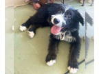 Australian Shepherd-Old English Sheepdog Mix DOG FOR ADOPTION RGADN-1376665 -