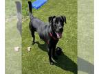 Labrador Retriever DOG FOR ADOPTION RGADN-1376672 - CHARLIE - Labrador Retriever