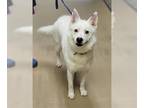 Shollie DOG FOR ADOPTION RGADN-1376687 - MAX - German Shepherd Dog / Border
