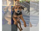 Border Collie Mix DOG FOR ADOPTION RGADN-1376702 - Rita Jay - Shepherd / Border