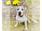 Bullboxer Pit DOG FOR ADOPTION RGADN-1376722 - Sky - Boxer / Pit Bull Terrier /