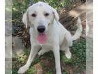 Great Pyrenees DOG FOR ADOPTION RGADN-1376743 - FREYA - Great Pyrenees (medium