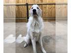 Great Pyrenees DOG FOR ADOPTION RGADN-1376747 - LUDO - Great Pyrenees (medium