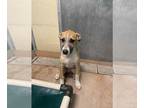 Carolina Dog Mix DOG FOR ADOPTION RGADN-1376759 - THELMA - Carolina Dog / Mixed