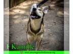 Huskies Mix DOG FOR ADOPTION RGADN-1376764 - Kamille - Husky / Mixed (medium