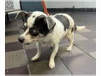 Rat Terrier Mix DOG FOR ADOPTION RGADN-1376790 - Susie - Sweetie Pie!