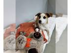 Australian Shepherd Mix DOG FOR ADOPTION RGADN-1376792 - AUTUMN - Australian