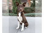 Border Collie Mix DOG FOR ADOPTION RGADN-1376807 - Piper - Border Collie / Mixed