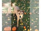 Dachshund-Italian Greyhound Mix DOG FOR ADOPTION RGADN-1376821 - Butterball -