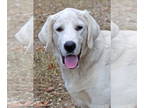 Great Pyrenees Mix DOG FOR ADOPTION RGADN-1376827 - Leland - Great Pyrenees /
