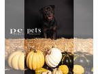 Rottweiler DOG FOR ADOPTION RGADN-1376828 - Mack - Rottweiler Dog For Adoption