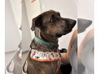 Plott Hound Mix DOG FOR ADOPTION RGADN-1376831 - Jack H - Plott Hound / Mixed