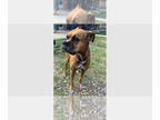 Boxer DOG FOR ADOPTION RGADN-1376838 - Delia - Boxer Dog For Adoption