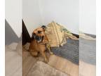 Black Mouth Cur-Labrador Retriever Mix DOG FOR ADOPTION RGADN-1376846 - Canela -