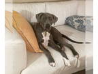 Labmaraner DOG FOR ADOPTION RGADN-1376848 - Lali - Weimaraner / Labrador