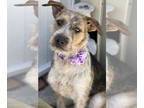 Border Terrier Mix DOG FOR ADOPTION RGADN-1376883 - Maggie - Terrier / Border