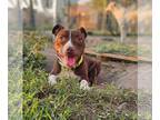 American Pit Bull Terrier Mix DOG FOR ADOPTION RGADN-1376892 - Eliza Albania