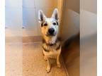 German Shepherd Dog-Siberian Husky Mix DOG FOR ADOPTION RGADN-1376894 - CUB -