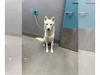 Huskies Mix DOG FOR ADOPTION RGADN-1376907 - *IGLOO - Husky / Mixed (medium
