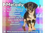 Huskies -Pembroke Welsh Corgi Mix DOG FOR ADOPTION RGADN-1376942 - Melody -