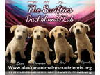 Labrador Retriever Mix DOG FOR ADOPTION RGADN-1376943 - Swifties - Lover -