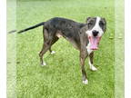 Great Dane Mix DOG FOR ADOPTION RGADN-1376978 - Dax - Great Dane / Mixed (short