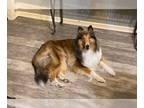 Collie DOG FOR ADOPTION RGADN-1377012 - Remy - Collie (long coat) Dog For