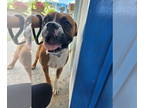 Boxer DOG FOR ADOPTION RGADN-1377051 - Timber - Boxer Dog For Adoption