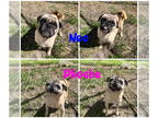 Pug DOG FOR ADOPTION RGADN-1377068 - Neo - Pug (medium coat) Dog For Adoption