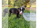 Huskies Mix DOG FOR ADOPTION RGADN-1377090 - Finley - Husky / Shepherd / Mixed