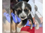 Welsh Corgi Mix DOG FOR ADOPTION RGADN-1377101 - Matthew - ADOPTION IN PROCESS -