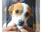 Chiweenie DOG FOR ADOPTION RGADN-1377107 - Rusty - ADOPTION IN PROCESS -
