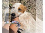 Australian Shepherd Mix DOG FOR ADOPTION RGADN-1377111 - Scarlett - Australian