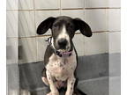 Basset Hound-Great Dane Mix DOG FOR ADOPTION RGADN-1377114 - Moonshine - Great