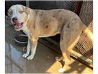 Catahoula Leopard Dog Mix DOG FOR ADOPTION RGADN-1377129 - Lily - Catahoula
