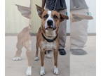 Boxer Mix DOG FOR ADOPTION RGADN-1377135 - Peter - Boxer / Mixed (short coat)