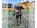 Lab-Pointer DOG FOR ADOPTION RGADN-1377140 - DAISY - Labrador Retriever /