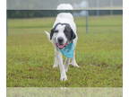 Great Pyrenees Mix DOG FOR ADOPTION RGADN-1377141 - EEYORE - Great Pyrenees /