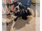 Border Collie Mix DOG FOR ADOPTION RGADN-1377142 - Bobo - Border Collie / Mixed