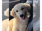 Golden Retriever Mix DOG FOR ADOPTION RGADN-1377152 - Hank - ADOPTION IN PROCESS