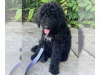Poodle (Standard) DOG FOR ADOPTION RGADN-1377163 - Melody - Poodle (Standard)