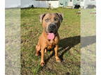 American Pit Bull Terrier Mix DOG FOR ADOPTION RGADN-1377165 - Rex (Captain