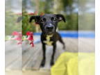 Labrador Retriever Mix DOG FOR ADOPTION RGADN-1377169 - Penny - Labrador
