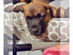 Bullmastiff Mix DOG FOR ADOPTION RGADN-1377170 - Hazel - Belgian Shepherd
