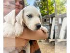 Huskies -Labrador Retriever Mix DOG FOR ADOPTION RGADN-1377181 - Red River