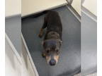 Rottweiler-Weimaraner Mix DOG FOR ADOPTION RGADN-1377213 - DA 46 Ricky -