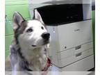 Huskies Mix DOG FOR ADOPTION RGADN-1377215 - BALTO - Husky / Mixed (short coat)