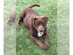 American Staffordshire Terrier-Chocolate Labrador retriever Mix DOG FOR ADOPTION